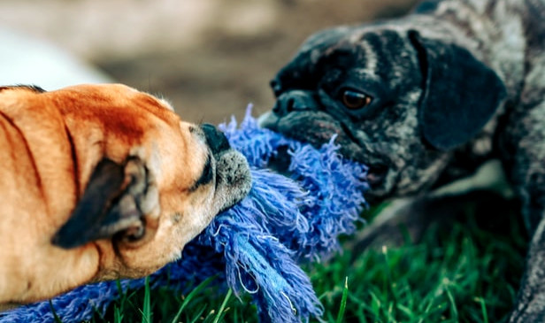 IT Tug of War - two dogs wrestling - https://unsplash.com/photos/IFK5ROpTimo