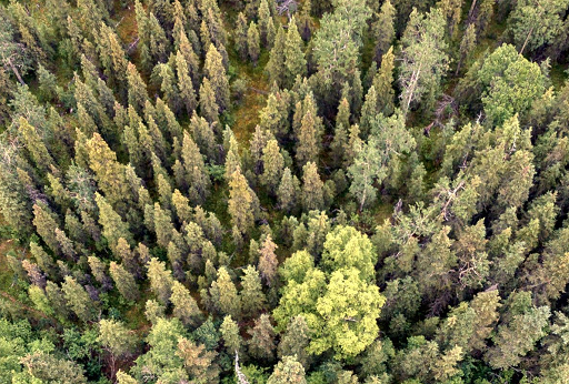 forest of trees