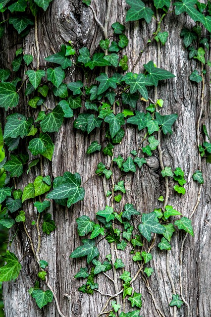 vines