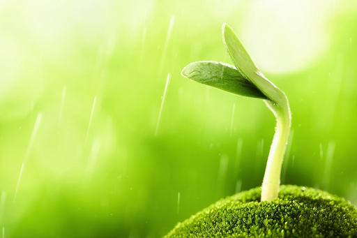 sprouting some website goodness